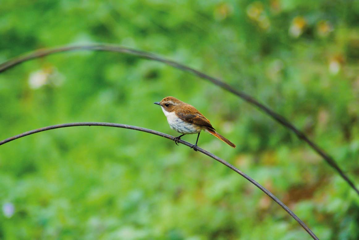 Global Initiatives in Biodiversity Conservation